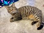 Adopt Elisabeta a Domestic Shorthair / Mixed (short coat) cat in Clinton
