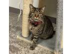 Adopt Marishka a Domestic Shorthair / Mixed (short coat) cat in Clinton
