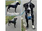 Adopt Preacher a Black Mixed Breed (Large) / Mixed dog in Crawfordsville