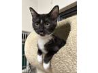 Adopt Cold Moon a All Black Domestic Shorthair / Domestic Shorthair / Mixed