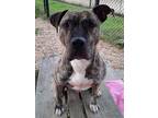 Adopt Jameson a Black American Pit Bull Terrier / Mixed dog in Chesapeake