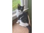 Adopt Mondrian23 a Domestic Shorthair / Mixed (short coat) cat in Youngsville