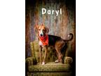 Adopt Daryl a White Hound (Unknown Type) / Mixed dog in North Myrtle Beach