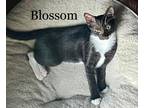 Adopt Blossom a Domestic Shorthair / Mixed (short coat) cat in Hoover