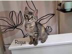 Adopt Rogue a Domestic Shorthair / Mixed (short coat) cat in El Dorado