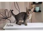 Adopt Jubilee a Domestic Shorthair / Mixed (short coat) cat in El Dorado