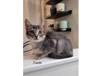 Adopt Xavier a Domestic Shorthair / Mixed (short coat) cat in El Dorado