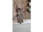 Adopt Remy a Domestic Shorthair / Mixed (short coat) cat in El Dorado