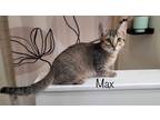 Adopt Max a Domestic Shorthair / Mixed (short coat) cat in El Dorado