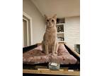 Adopt Adele a Domestic Shorthair (short coat) cat in Dallas, TX (37555803)
