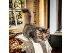 Adopt Evelyn a Domestic Mediumhair / Mixed (short coat) cat in Port Clinton