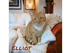 Adopt Elliot a Domestic Shorthair / Mixed (short coat) cat in Port Clinton