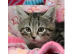 Adopt Astrid a Brown Tabby Domestic Shorthair (short coat) cat in Bedford