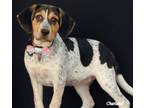 Adopt Sweden a Tricolor (Tan/Brown & Black & White) Coonhound / Mixed dog in