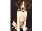 Adopt Cheesy Bread a Tricolor (Tan/Brown & Black & White) Coonhound / Mixed dog