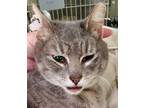 Adopt Eeyore a Domestic Shorthair / Mixed cat in Spokane Valley, WA (38309743)