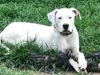 Adopt MARNI a White - with Black Labrador Retriever / Dalmatian / Mixed dog in