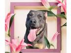 Adopt SUNNY a Labrador Retriever / Mixed Breed (Medium) / Mixed dog in Chicago