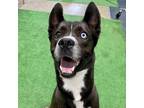 Adopt Avalanche a Black Husky / Belgian Malinois / Mixed dog in Zimmerman