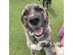 Adopt Zara a Brindle Great Pyrenees / Mixed dog in Zimmerman, MN (38522245)
