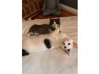 Adopt Spot and Nanny a Black & White or Tuxedo Domestic Shorthair (short coat)