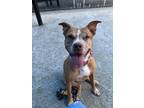 Adopt Small Girl a Tan/Yellow/Fawn American Pit Bull Terrier / Mixed Breed