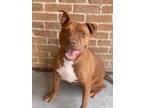 Adopt Gramps a Tan/Yellow/Fawn American Pit Bull Terrier / Mixed dog in Baton