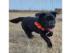 Adopt Benji a Corgi, Black Labrador Retriever