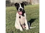 Adopt Ralph Lauren a White - with Black Pit Bull Terrier / American