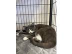 Adopt Zulu a Gray or Blue (Mostly) Domestic Shorthair (short coat) cat in