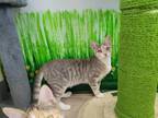Adopt Snuggle a Calico / Mixed (short coat) cat in Ocala, FL (38458789)