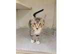 Adopt Chata a Brown or Chocolate Domestic Shorthair / Domestic Shorthair / Mixed