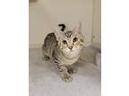 Adopt Coolatta a Brown or Chocolate Domestic Shorthair / Domestic Shorthair /