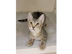 Adopt Chancey a Brown or Chocolate Domestic Shorthair / Domestic Shorthair /