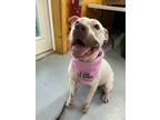 Adopt Lulu a American Pit Bull Terrier / Mixed dog in Glenfield, NY (38509744)