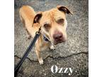 Adopt Ozzy a Yellow Labrador Retriever