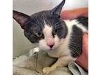 Adopt Grayson a Gray or Blue (Mostly) Domestic Shorthair (short coat) cat in