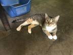 Adopt Dalia a Domestic Shorthair / Mixed (short coat) cat in Pittsboro