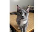 Adopt Cashew a Domestic Shorthair / Mixed (short coat) cat in Portland