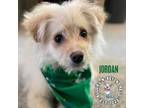 Adopt Jordan a American Eskimo Dog, Pomeranian