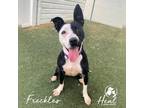 Adopt Freckles a Black Pit Bull Terrier / Mixed dog in Youngwood, PA (38195826)