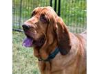 Adopt Daisy a Brown/Chocolate Bloodhound / Mixed dog in Waynesboro