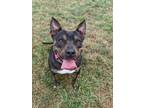Adopt Fiona a Black American Pit Bull Terrier / Mixed dog in Dayton