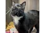 Adopt Fancy a All Black Domestic Shorthair / Mixed cat in Lynchburg