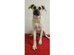 Adopt Guerita a Tan/Yellow/Fawn Shepherd (Unknown Type) / Mixed dog in Phoenix