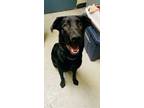 Adopt Alexandra a Black Labrador Retriever / Mixed dog in Baraboo, WI (38517717)