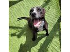 Adopt Wally a Black Labrador Retriever / Mixed dog in Galveston, TX (38113422)