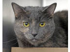 Adopt LUNA a Gray or Blue Domestic Shorthair / Mixed cat in West Seneca