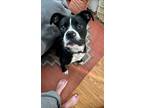 Adopt Tux a Boxer, Labrador Retriever