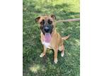 Adopt Prince HW(-) a Red/Golden/Orange/Chestnut Mixed Breed (Large) / Mixed dog